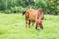 Cow in field looking at camera.