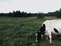 Cow in field Royalty Free Stock Photo