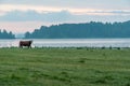 Cow in a field near a lake in Filipstad Sweden Royalty Free Stock Photo