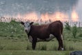 Cow in a field near a lake in Filipstad Sweden Royalty Free Stock Photo