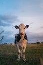 Cow in the field during the sunset