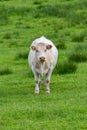 Cow in a field Royalty Free Stock Photo