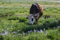 Cow in Field of Wildflowers Royalty Free Stock Photo