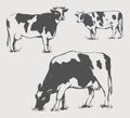 Silhouettes of cows, hand-drawn sketches. Illustration in retro style. Elements for the design of farm food. Royalty Free Stock Photo