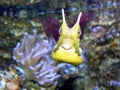 Cow fish portrait Royalty Free Stock Photo