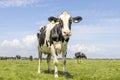 Cow and flies, buzzing and flying, nosy black and white, approaching walking towards and looking at the camera standing in a