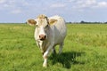 Cow with fly's on his head Royalty Free Stock Photo