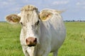 Cow with fly's on his head Royalty Free Stock Photo