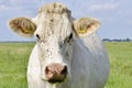 Cow with fly's on his head Royalty Free Stock Photo