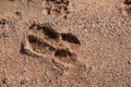 Cow foot print on country road