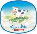 Cow, in frame and splash of milk Royalty Free Stock Photo