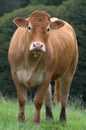 The cow Royalty Free Stock Photo