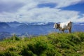 A cow in front of the Alps Royalty Free Stock Photo