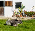 Cow in Front of Cottage House Alps