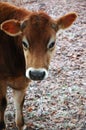 cow in frosty field