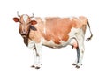 Cow full length. Beautiful young cow looking directly into camera isolated on white. Funny red and white spotted cow portrait Royalty Free Stock Photo