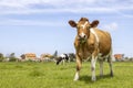 Cheerful cow, happy and excited, front view, at right side in a field, looking, blue sky, horizon over land Royalty Free Stock Photo