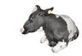 Cow full length isolated on a white background. Funny black and white lying cow close up. Farm animal Royalty Free Stock Photo