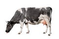 Cow full length isolated on white background. Spotted black and white cow standing in front of white background. Farm animals Royalty Free Stock Photo