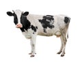 Cow full length isolated on white. Funny cute cow isolated on white. Young cow, standing full-length in front of white background Royalty Free Stock Photo