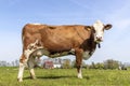 Cow full length side view, standing milk cattle red and white, a blue sky and green grassland field in the Netherlands Royalty Free Stock Photo