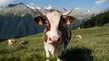 Cow with funny expression in green meadow against Alps background Royalty Free Stock Photo