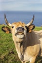 Cow with a funny expression looking at the camera. funny concept. behind the animal you can see other cows and the sea Royalty Free Stock Photo