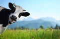 Cow Royalty Free Stock Photo