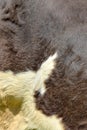 Cow fur background or texture. Fragment of a dark brown skin wit Royalty Free Stock Photo