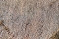 Cow fur background or texture. Fragment of a skin of a cow in th Royalty Free Stock Photo