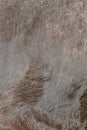 Cow fur background or texture. Fragment of a skin of a cow in th Royalty Free Stock Photo