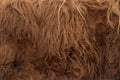 Animal skins texture of brown cow Royalty Free Stock Photo