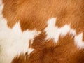 Cow fur background (9) Royalty Free Stock Photo