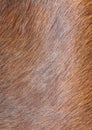 Cow fur skin background or texture Royalty Free Stock Photo