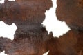 Cow fur skin background or texture Royalty Free Stock Photo