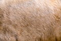 Cow fur texture Royalty Free Stock Photo