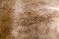 Cow fur texture Royalty Free Stock Photo