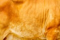 Cow fur texture line patterns abstract for brown gold background Royalty Free Stock Photo