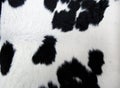 Cow fur