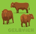 Cow Gelbvieh Cartoon Vector Illustration