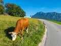 Cow on German Alpine Road Bavaria Royalty Free Stock Photo