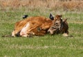 Cow getting pecked by birds Royalty Free Stock Photo