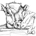 A cow and a goat are looking at you. Graphic drawing with black lines Royalty Free Stock Photo