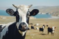 Cow goat pasture in a field ecological local farm no cruelty animal safety happiness herd flock milk eco environment