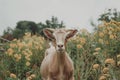 Cow goat pasture in a field ecological local farm no cruelty animal safety happiness herd flock milk eco environment