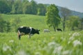 Cow goat pasture in a field ecological local farm no cruelty animal safety happiness herd flock milk eco environment