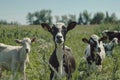 Cow goat pasture in a field ecological local farm no cruelty animal safety happiness herd flock milk eco environment