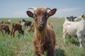 Cow goat pasture in a field ecological local farm no cruelty animal safety happiness herd flock milk eco environment