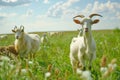 Cow goat pasture in a field ecological local farm no cruelty animal safety happiness herd flock milk eco environment