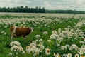 Cow goat pasture in a field ecological local farm no cruelty animal safety happiness herd flock milk eco environment